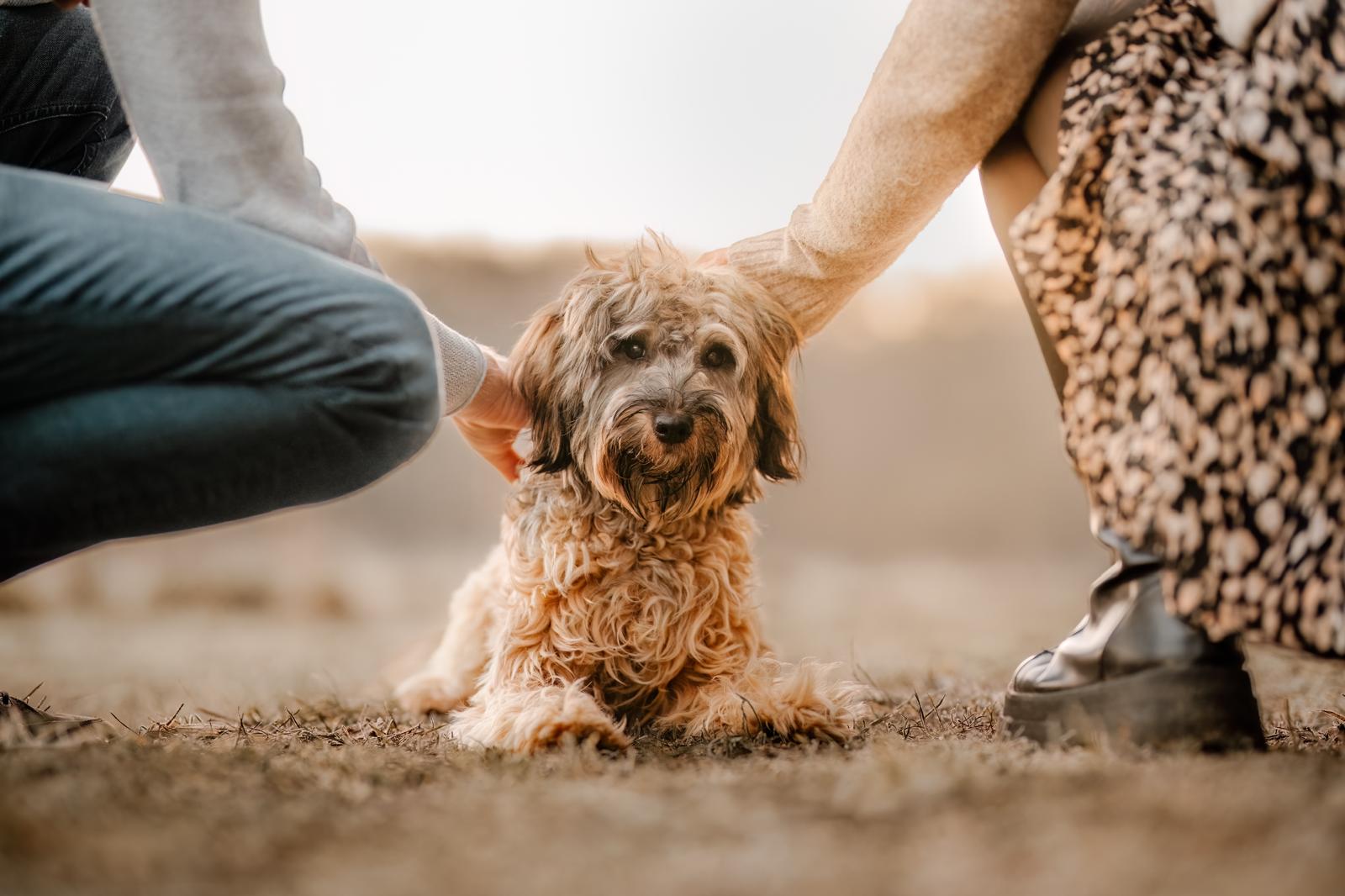 Zola – Therapiebegleithund